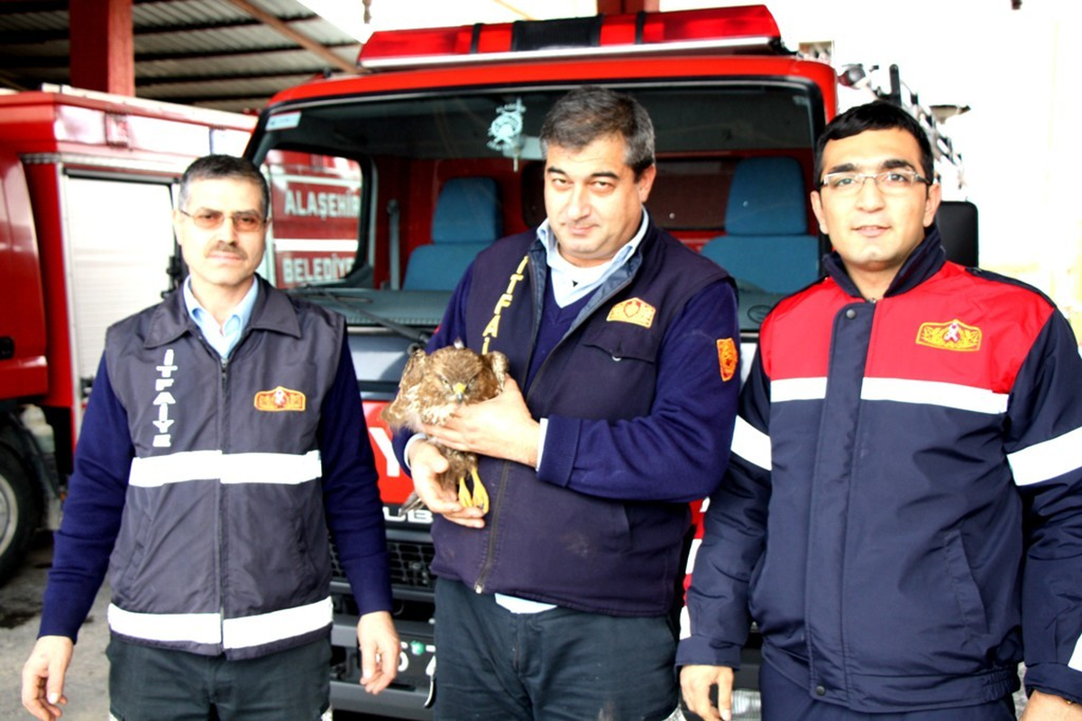Yaralı Şahin, Emin Ellerde