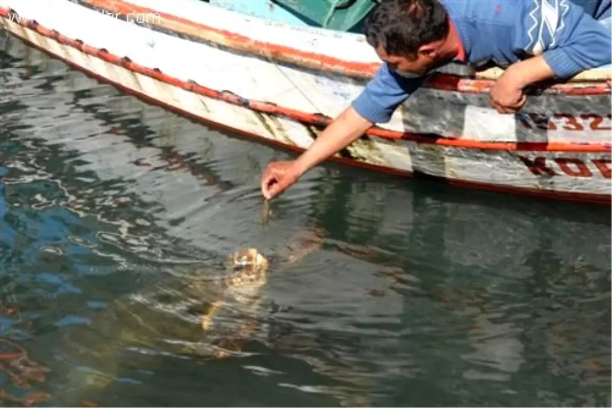 Balıkçılar Caretta Carettaları Elleriyle Besliyor