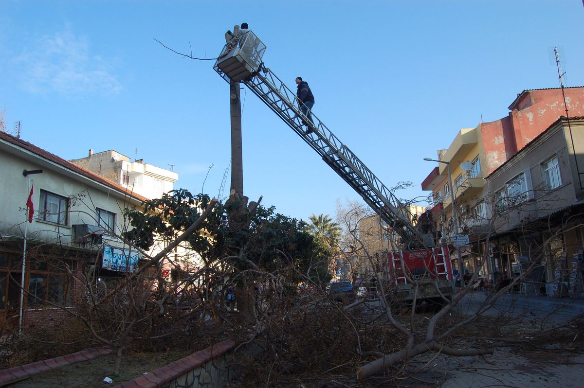 Paldunya Ağacı Yolu Çatlattı