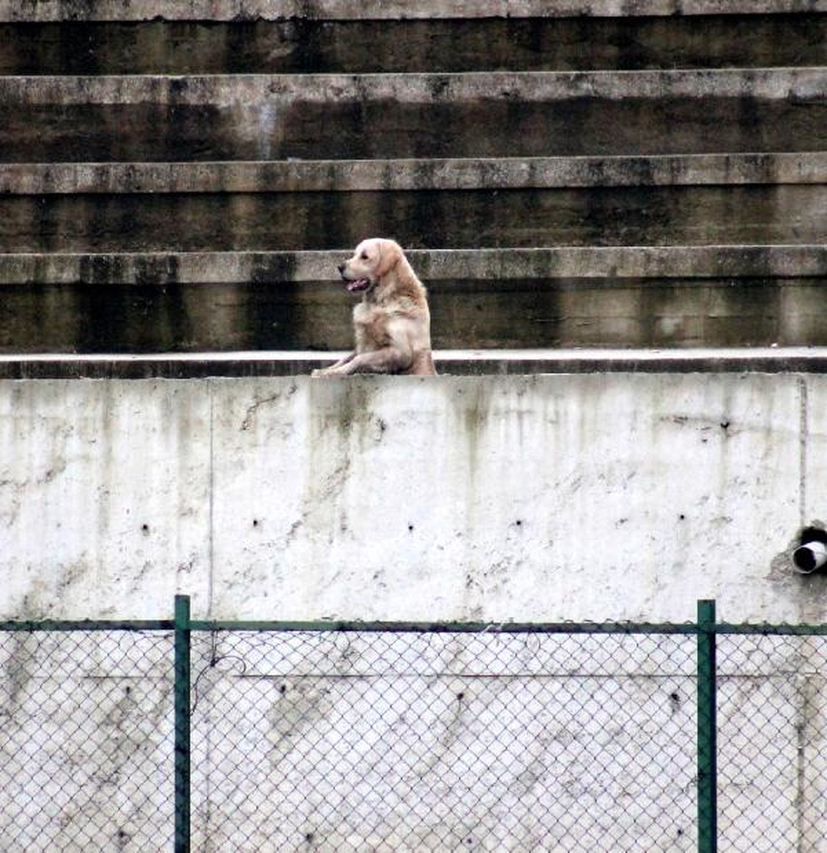 Sokak Köpeği Futbol Maçında