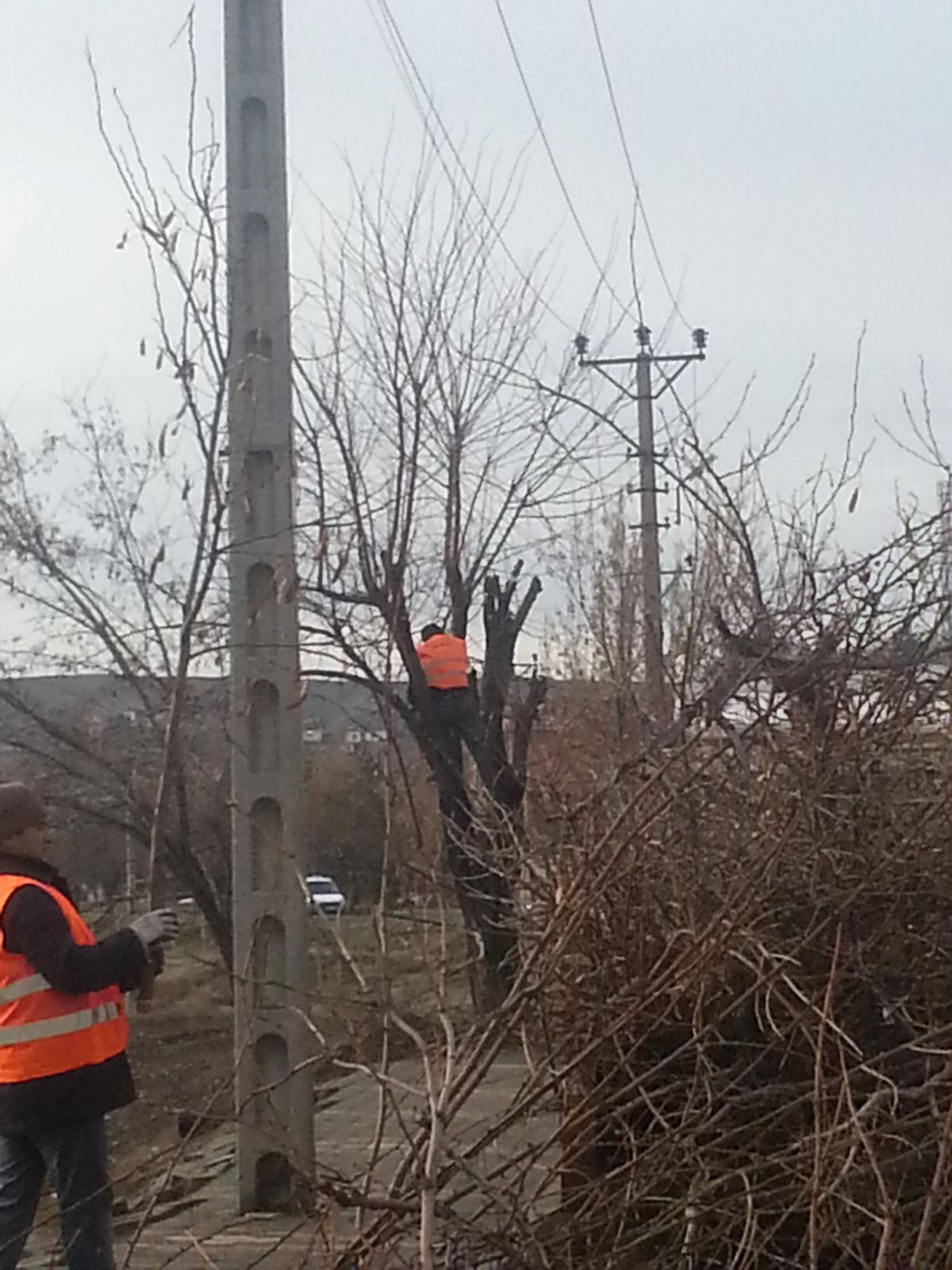 Sungurlu\'da Ağaç Budama Çalışmaları Başladı