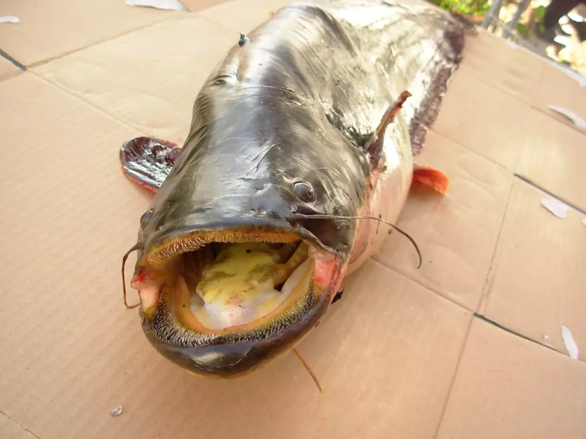 Adıyaman Üniversitesi, İldeki Balıkçılığı Araştırdı