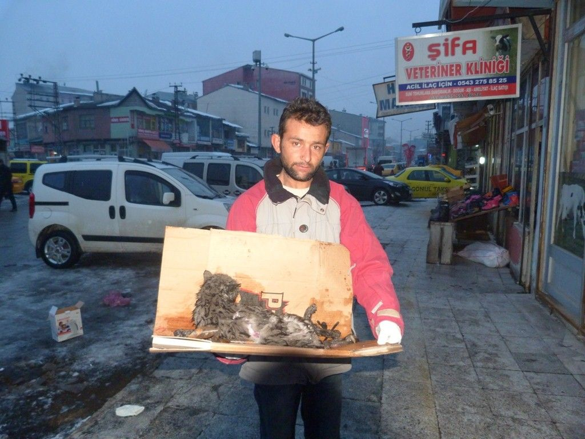 Ağrı Belediyesi\'nde Yaralı Kedi Seferberliği
