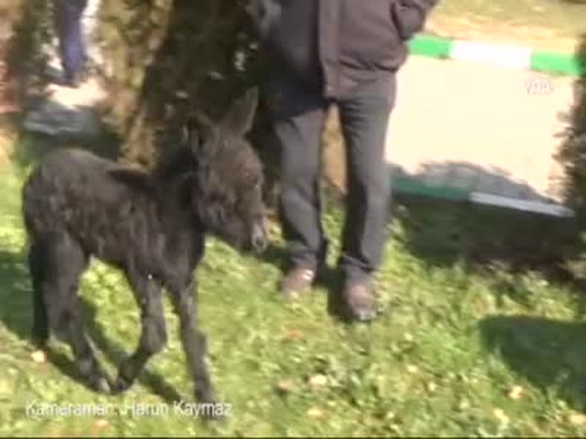 İşte Eşeğin Sıpası!