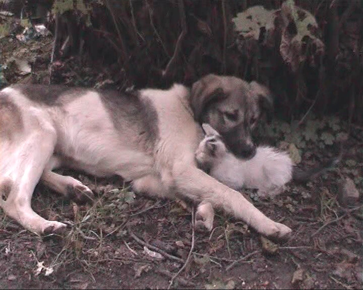 Rize\'de Köpeği Annesi Sanan Kedi Yavrusu İlgi Geçiyor