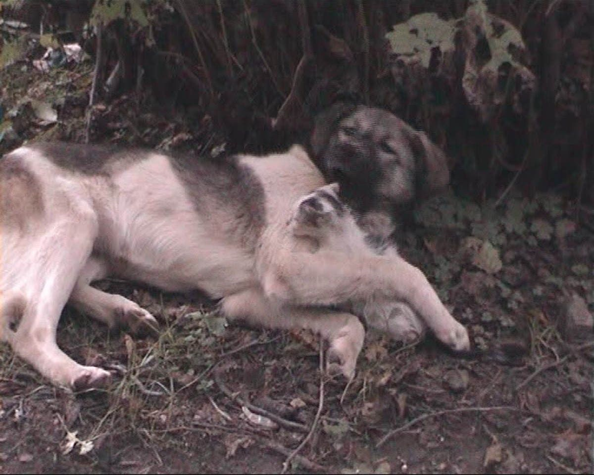 Rize Sokak Köpeği ile Kedinin Dostluğu