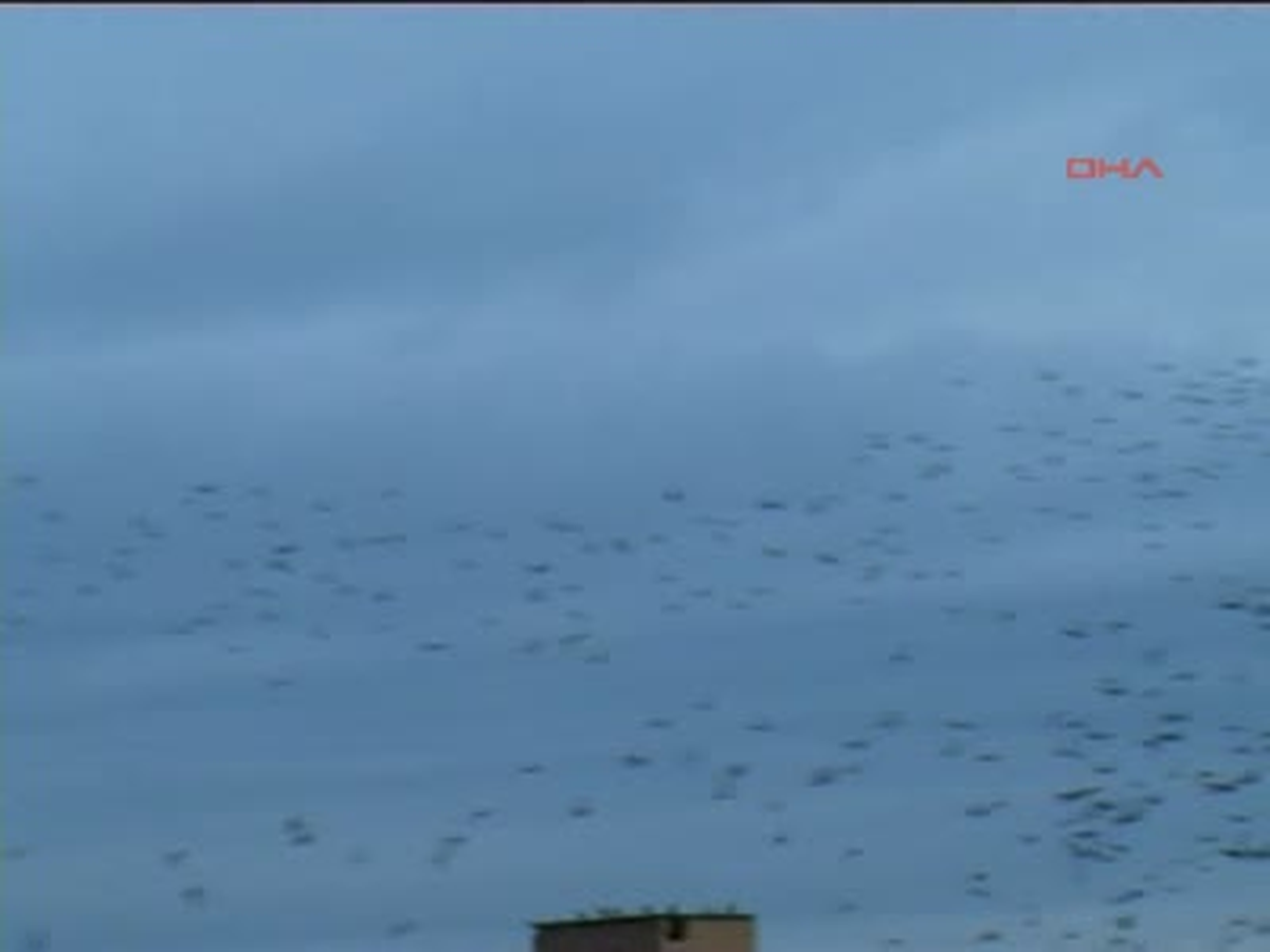 Siverek\'te Güvercinlerin Dansı Görenleri Şaşırttı