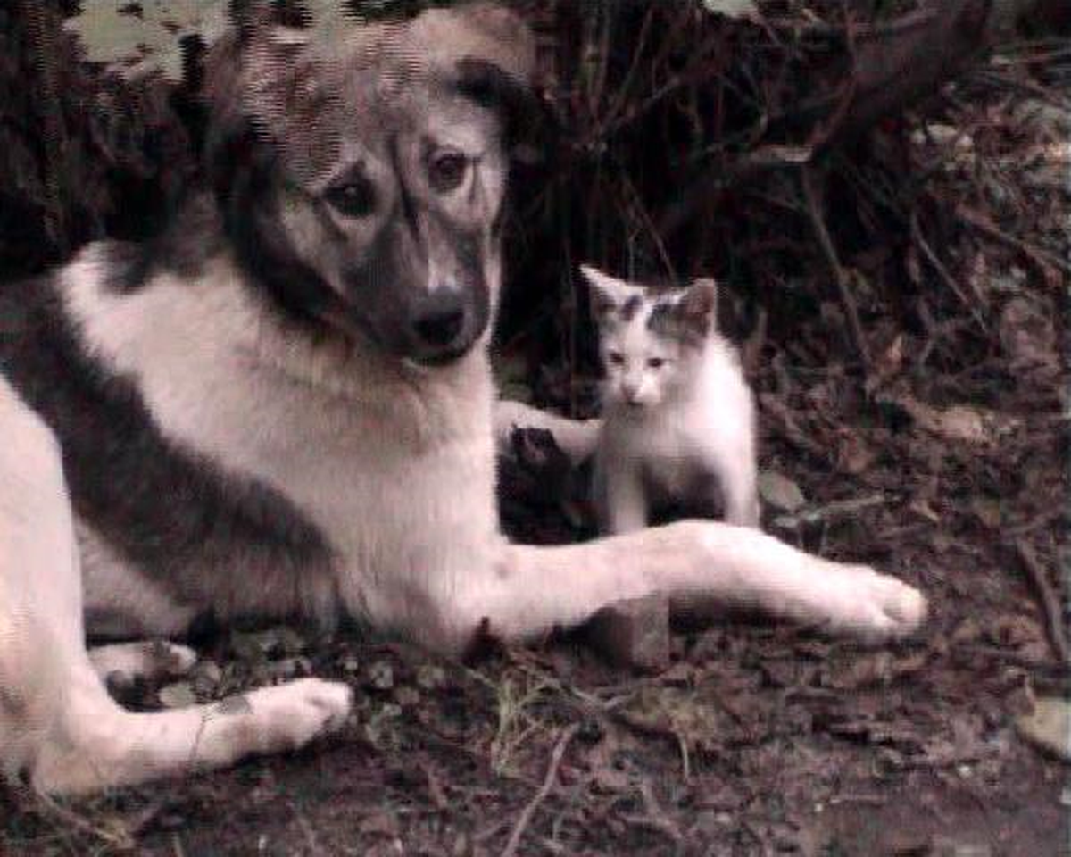 Sokak Köpeği ile Kedinin Uyumu