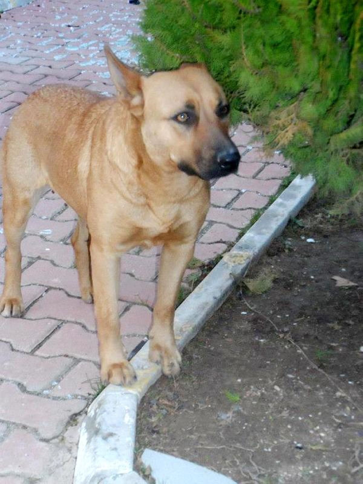 Tecavüz Mağduru Köpeğe Yuva Aranıyor