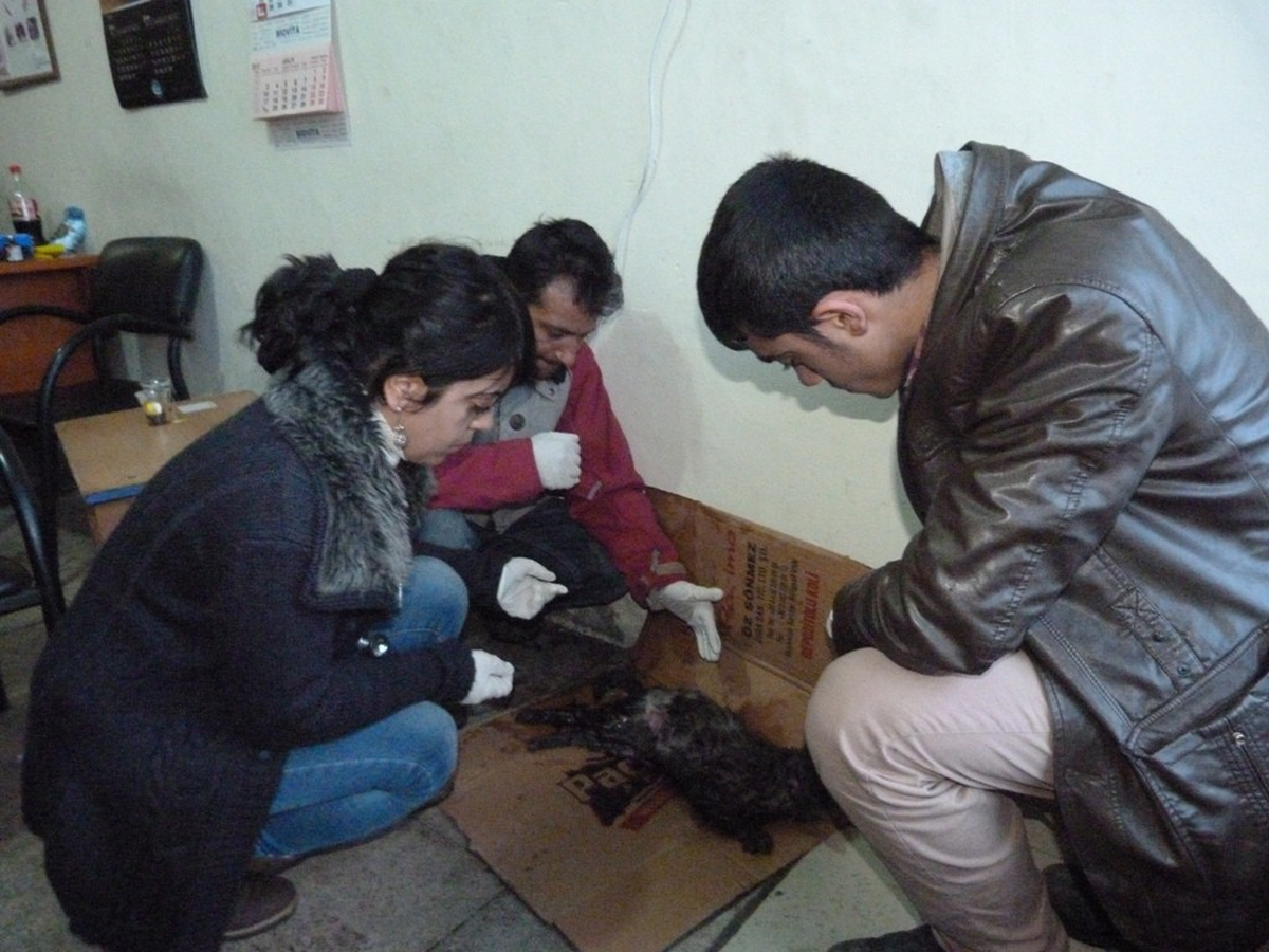 Yaralı Kediye Belediye Sahip Çıktı
