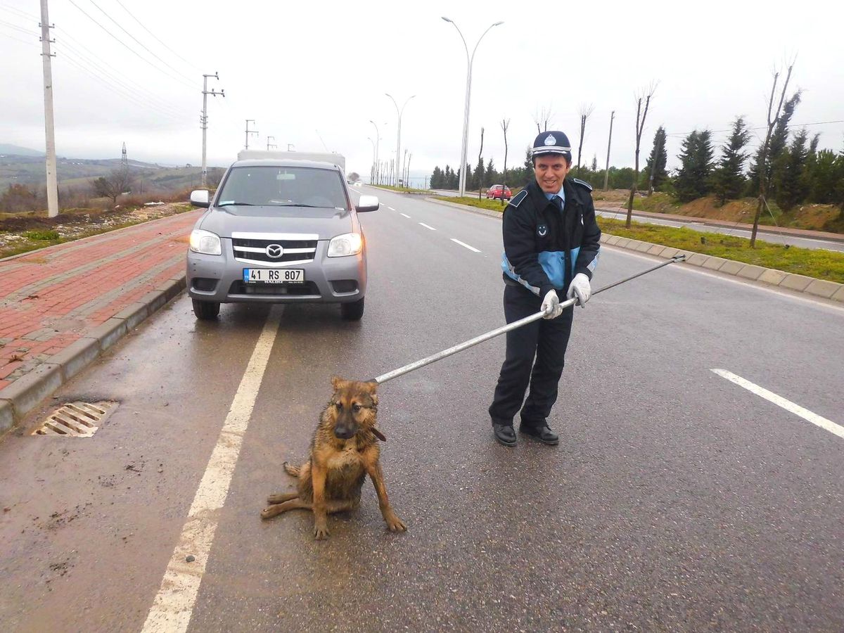 Yaralı Köpeğe Zabıta Sahip Çıktı