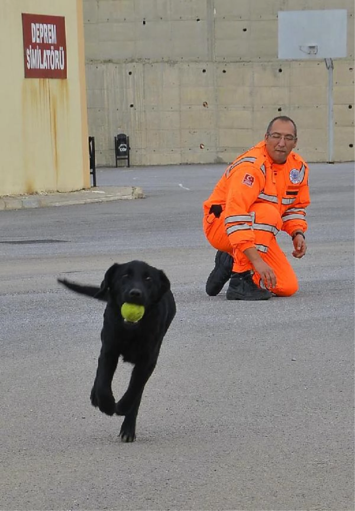 Arama Kurtarma Köpeği Şans\'ın Yavruları Eğitiliyor