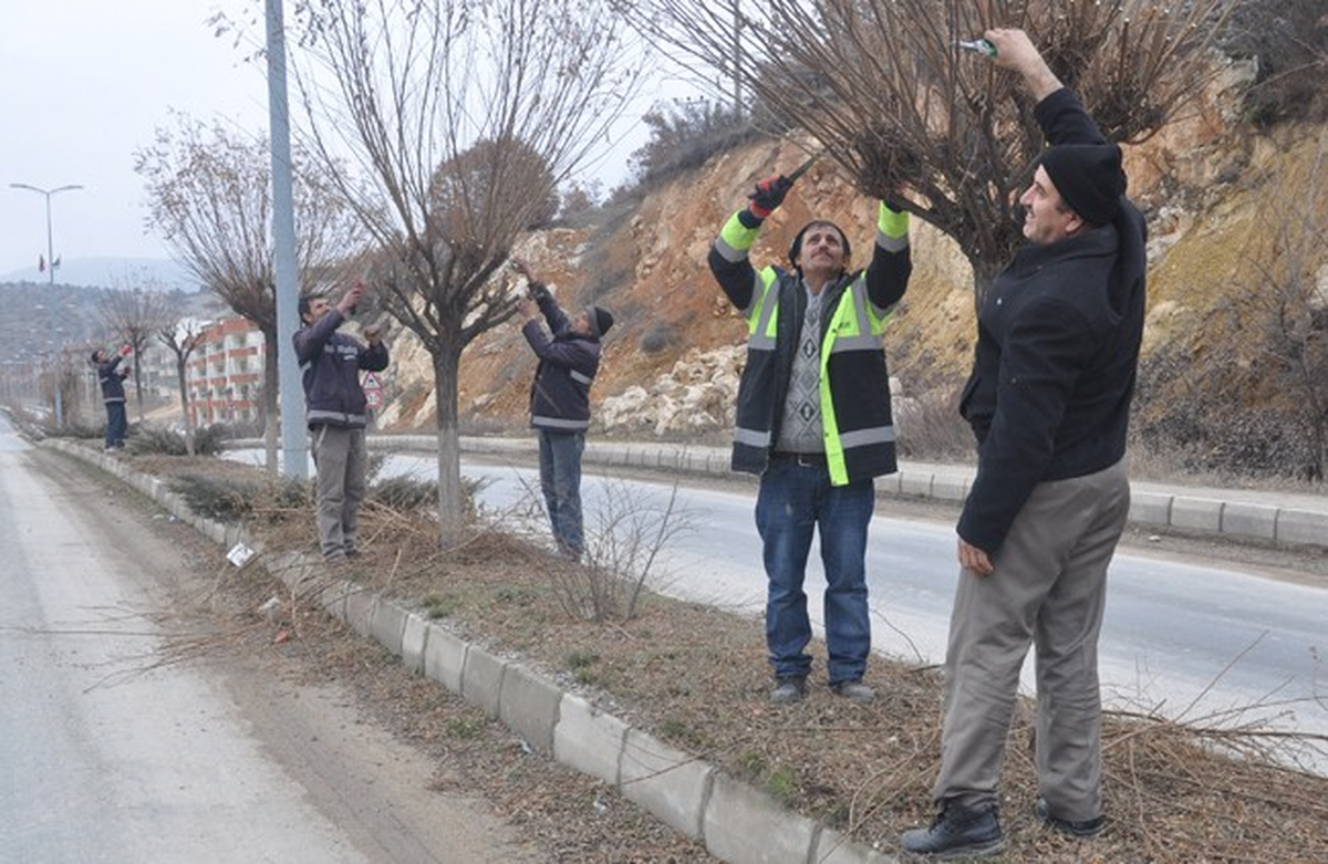 Eskipazar\'da Ağaçlar Budanıyor