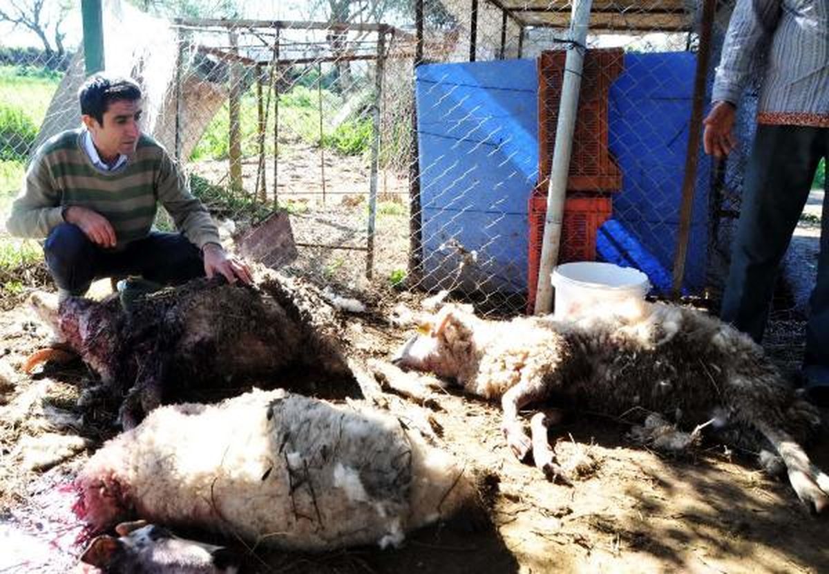 Gümüşlük\'te Koyunlar Telef Oldu