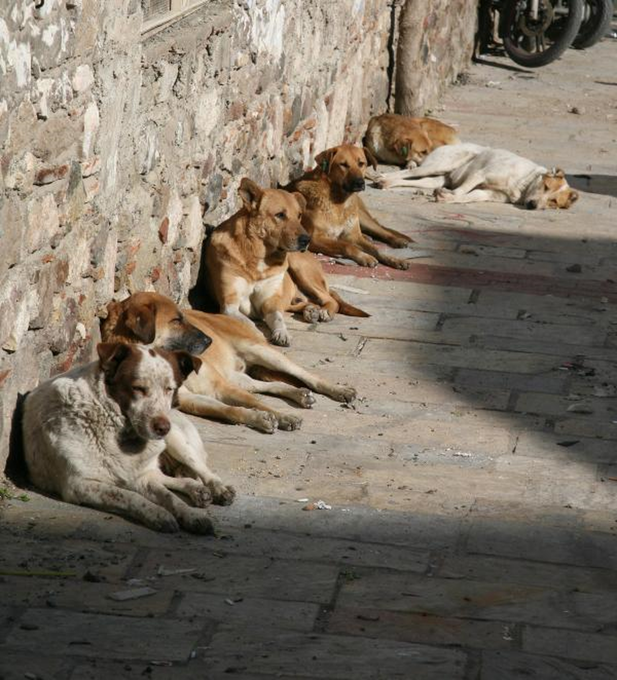Köpekler Gece Üşüyüp Gündüz Isınıyorlar