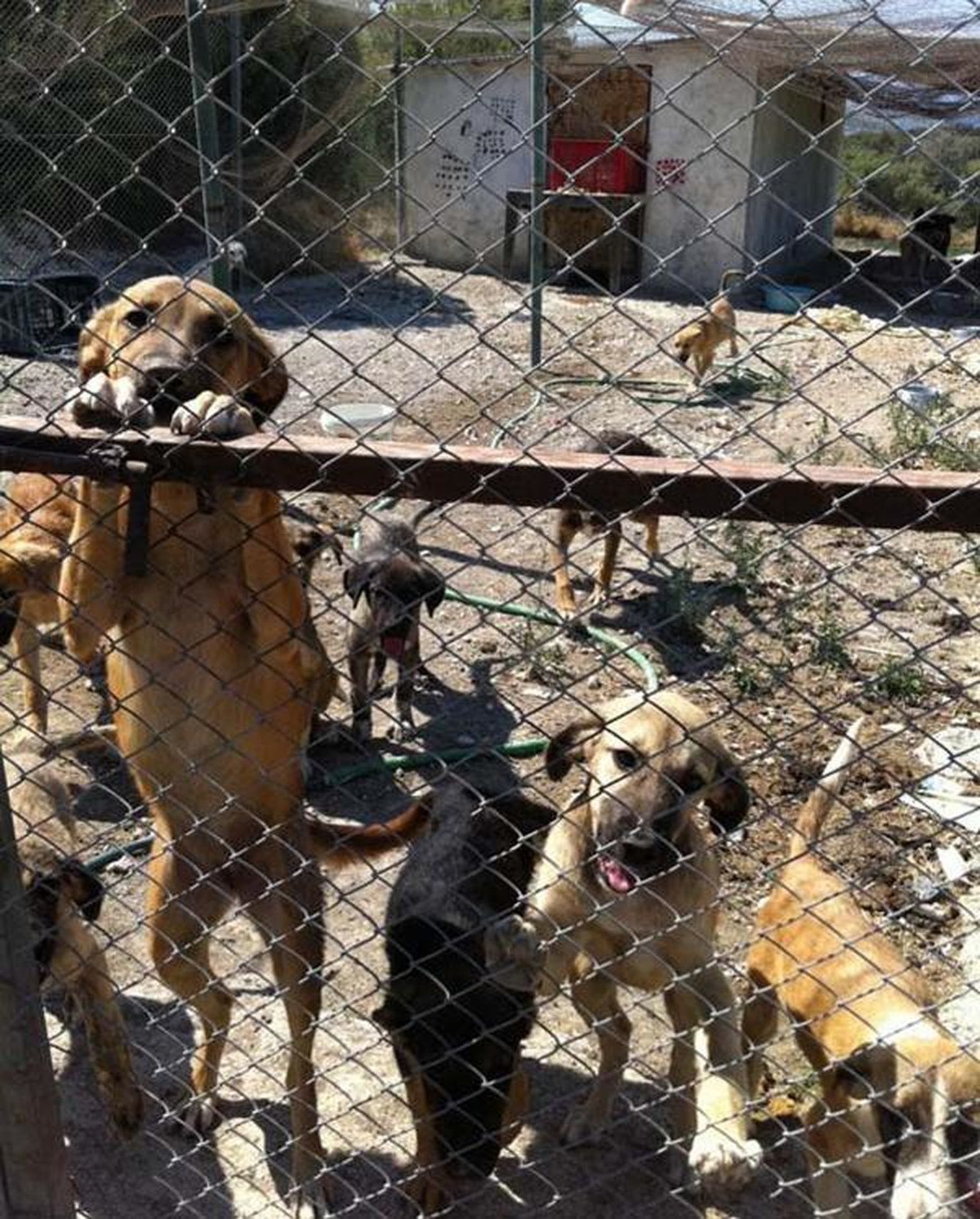Köpekler İçin İçin El Ele Verdiler