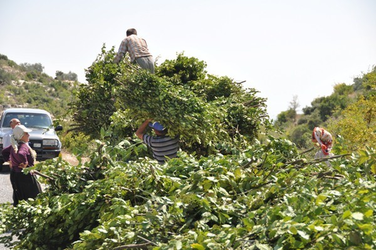 Mersin Orman Bölge Müdürlüğü 2012 Yılını Kar ile Kapattı