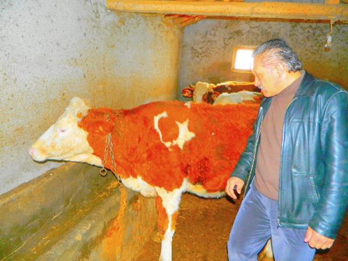 Ay-Yıldızlı İnek