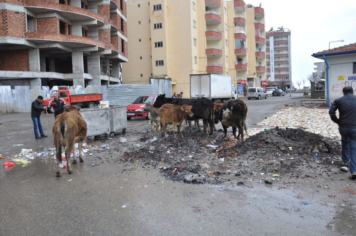 Belediye Ekipleri Başıboş Gezen Hayvanları Toplamaya Devam Ediyor