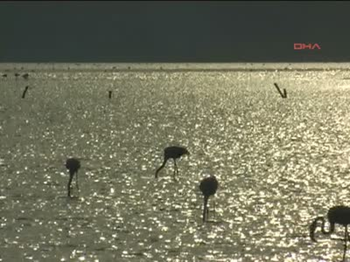 Bodrum Flamingolardan Gösteri Flamingolardan Gösteri