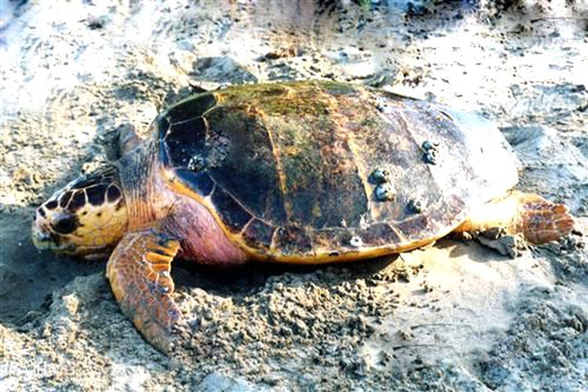Caretta Caretta Urla Sahillerine Vurdu