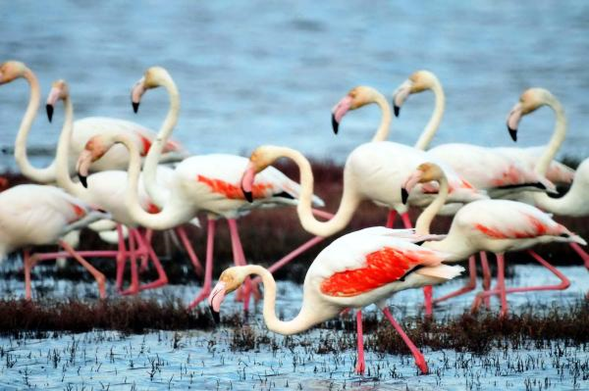 Flamingoların Görsel Şovu
