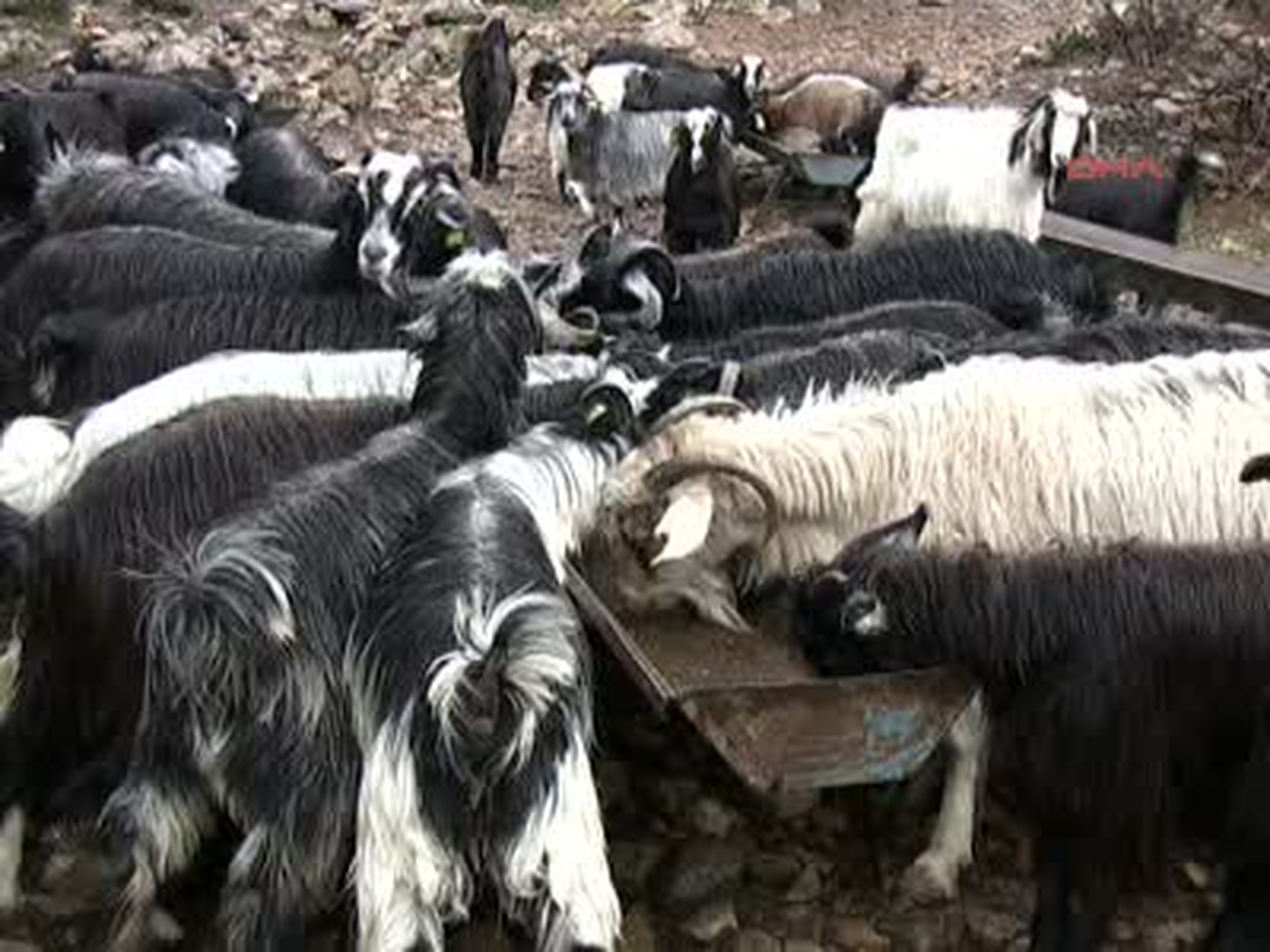 Tarsus Yörük Keçileri Yavruladı Yörük Keçileri Yavruladı