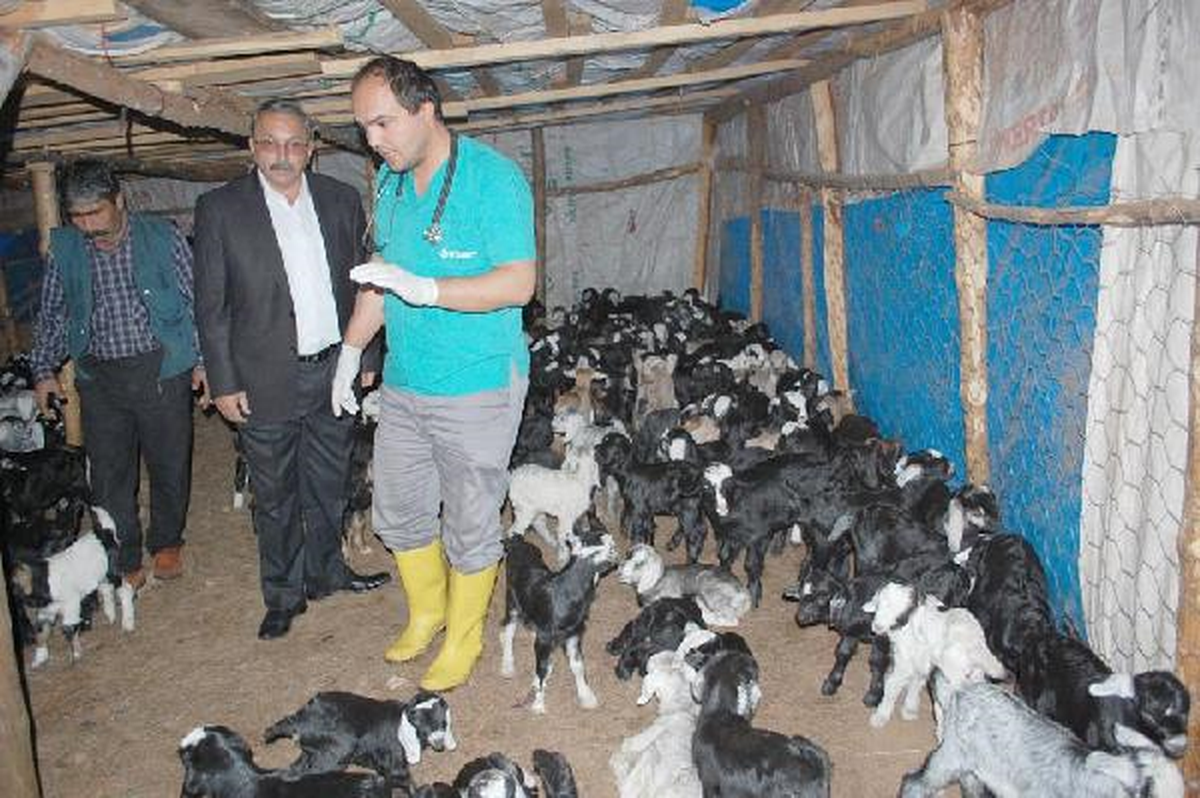 Yörük Keçileri Yavruladı