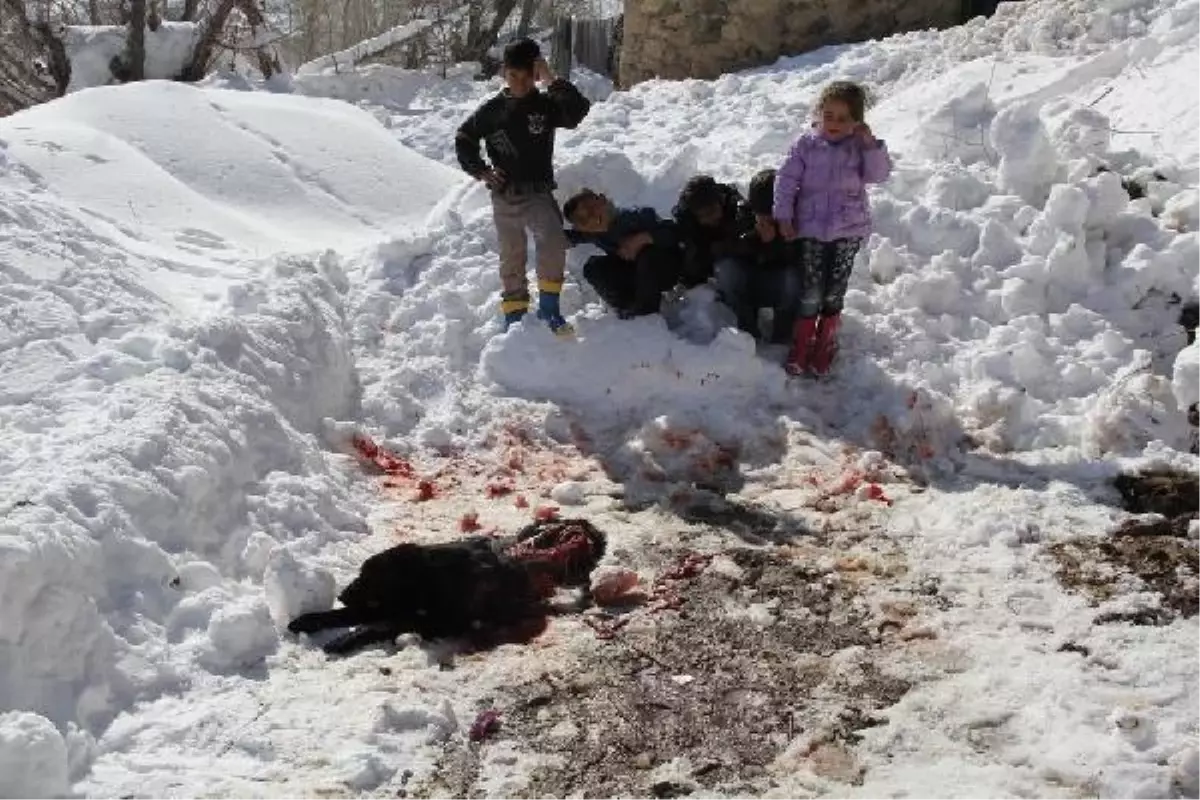 Aç Kurtlar Bekçi Köpeklerini Parçaladı