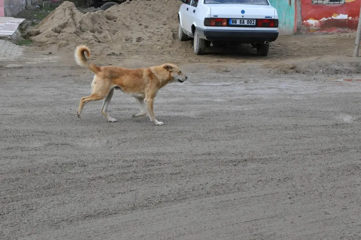 Başıboş Köpekler Yerköy\'de Korku Salıyor