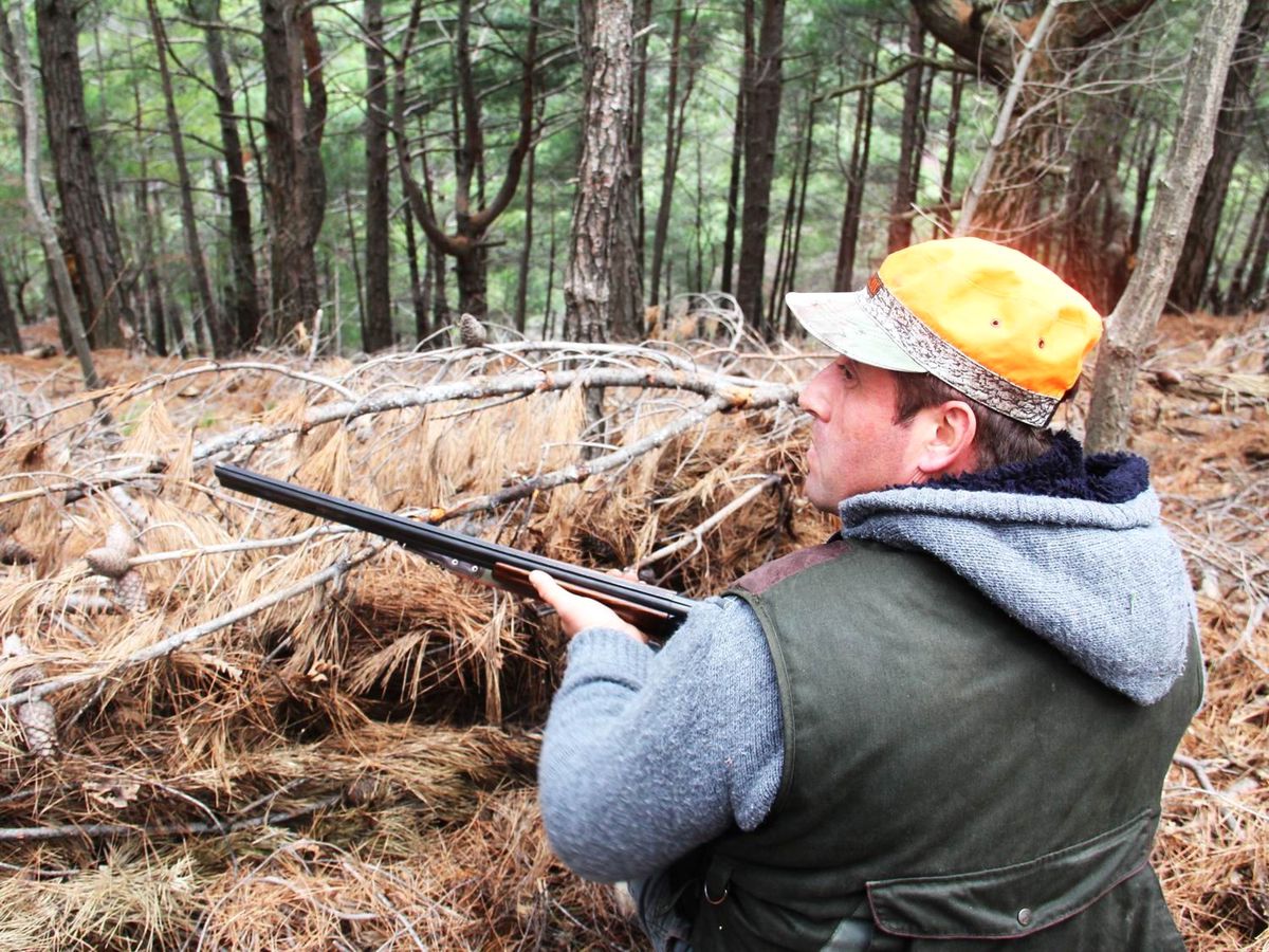 Kaz Dağları'nda Domuz Avı Heyecanı