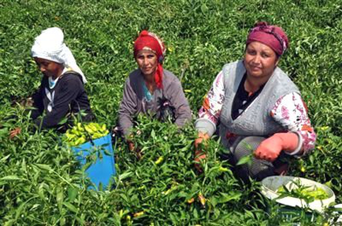 Hükumetten Çiftçiye Sertifikalı Tohum Desteklemesi