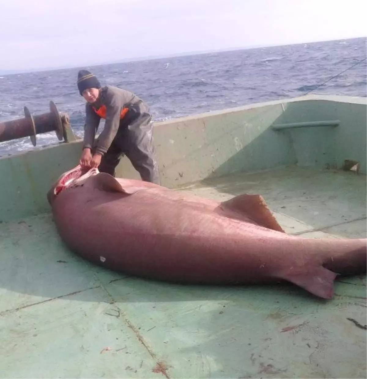 Saros Körfezi\'nde Ağlara Köpekbalığı Takıldı