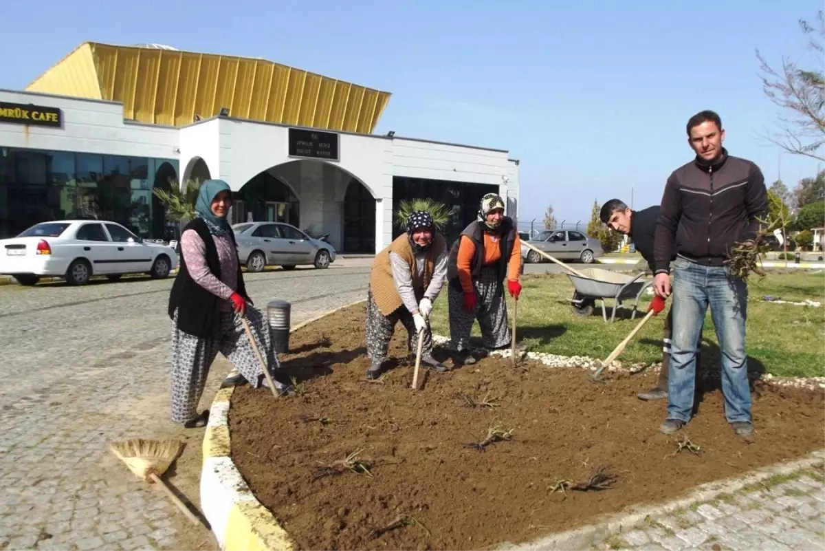 Ayvalık\'ta Gül Dikimi Tamamlandı