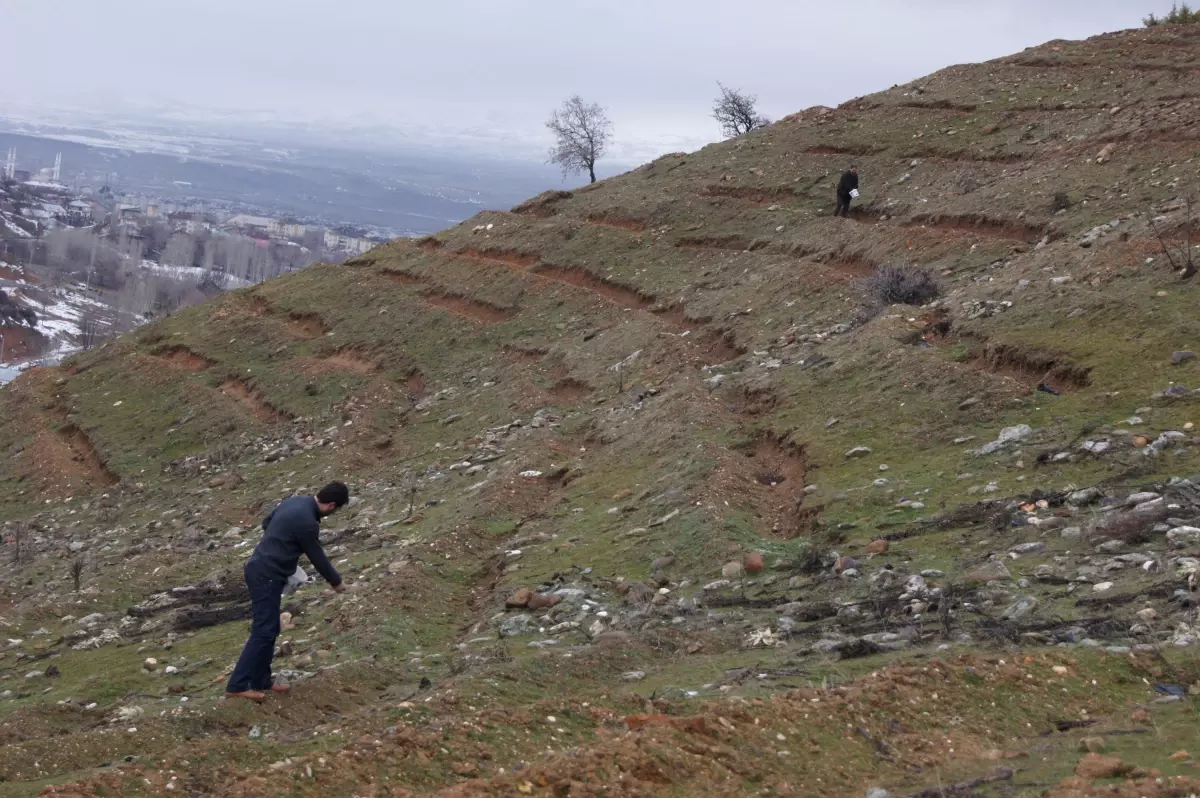 Bingöl\'de Onbinlerce Sedir Tohumu Toprakla Buluştu
