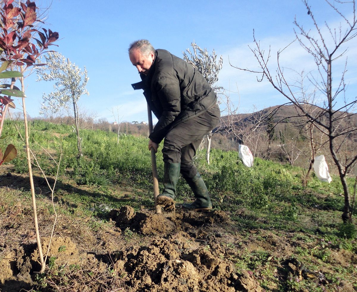 CHP Grup Başkan Vekili İnce Ağaç Dikti