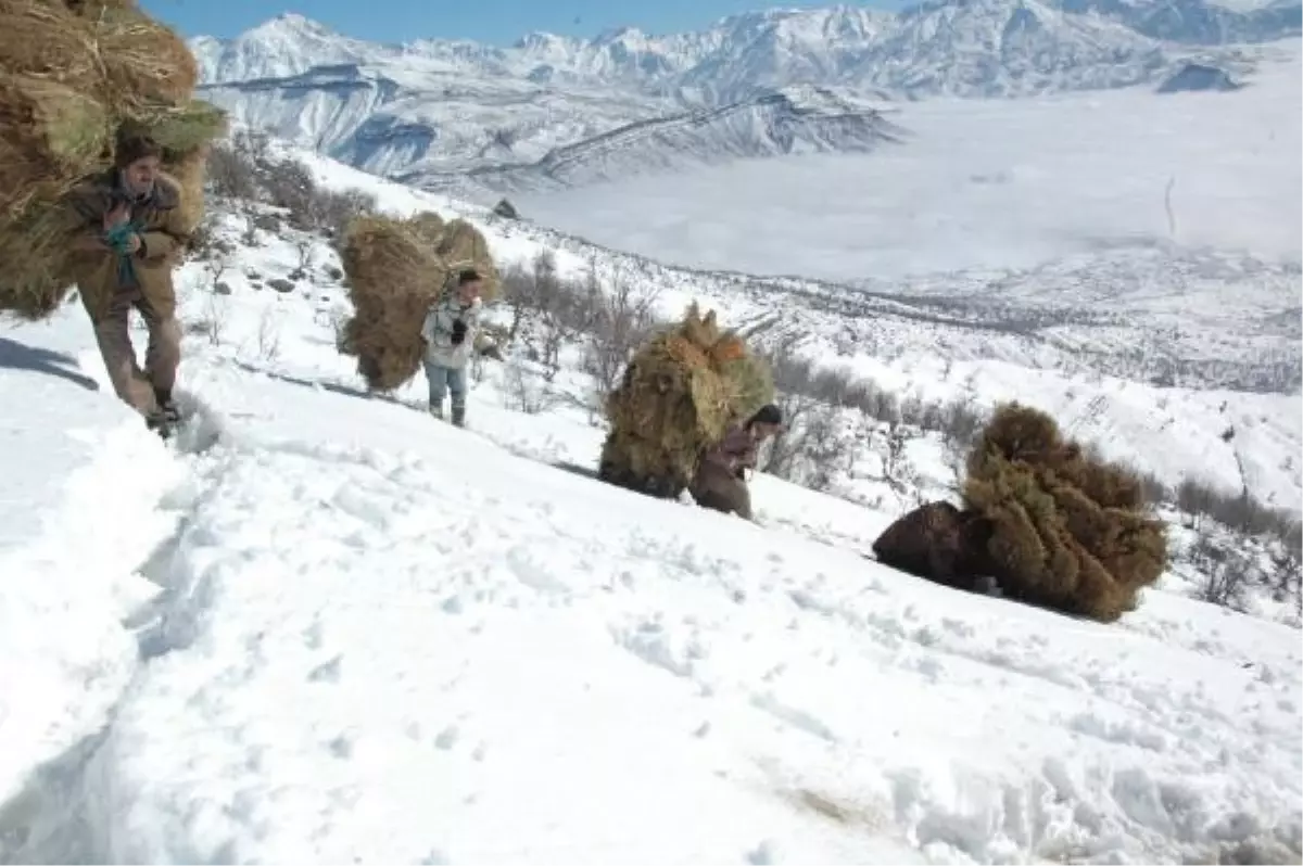 Hakkari\'de Dağdan Ot Taşıma Çilesi