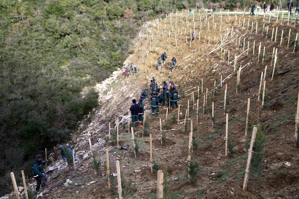 Umuttepe Kampüsü Ağaçlandırılıyor