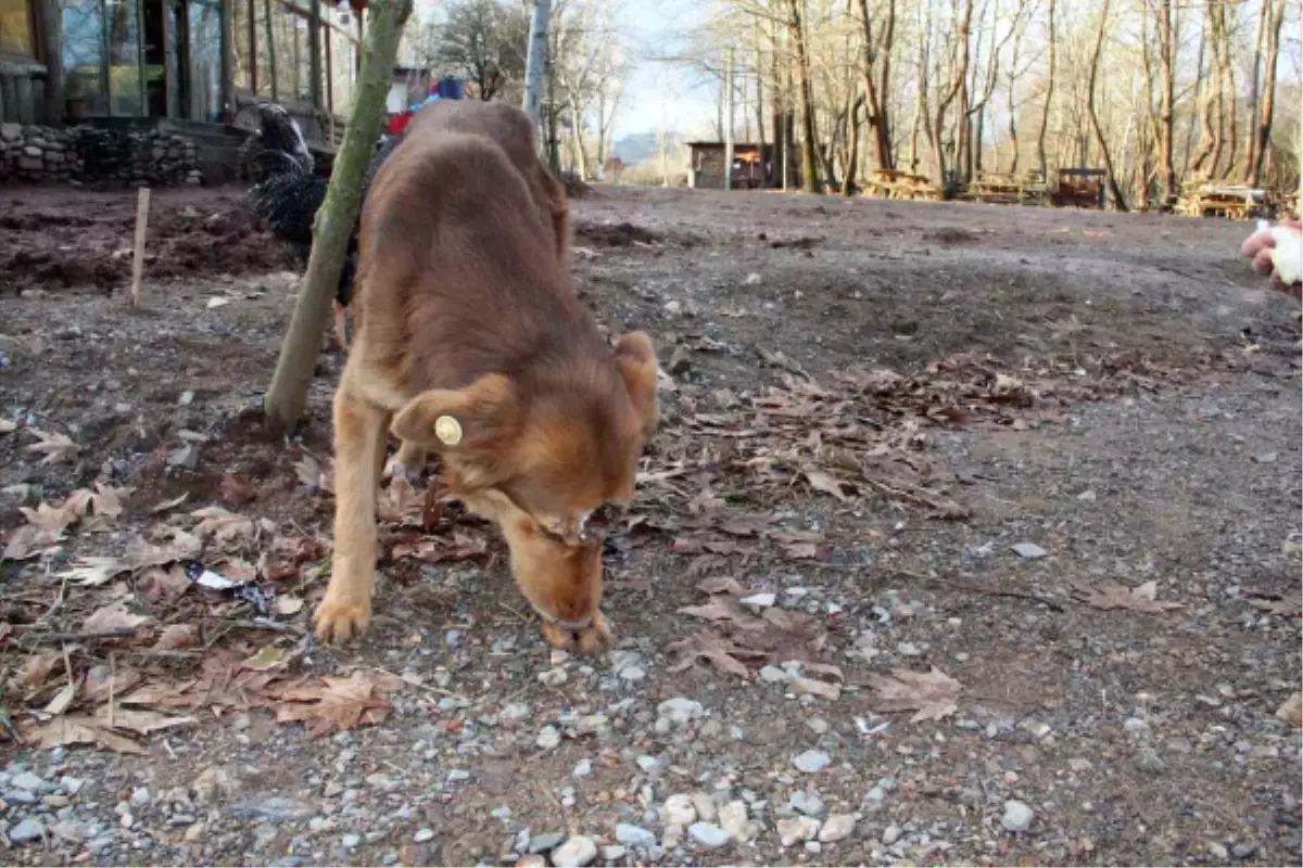 Yaralı Köpek Ölmek Üzereyken Hayata Döndü