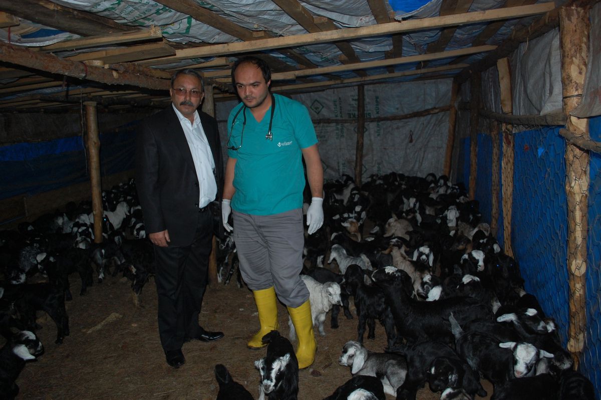 Oğlaklar Veteriner Kontrolünden Geçiriliyor
