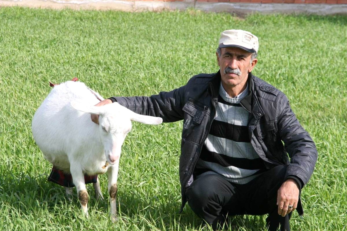 Ayvalık\'ta Zana Keçilerine Rağbet Arttı