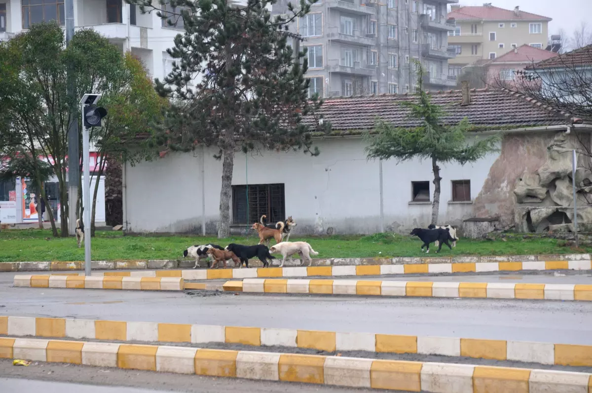 Başıboş Köpekler Vatandaşları Korkutuyor