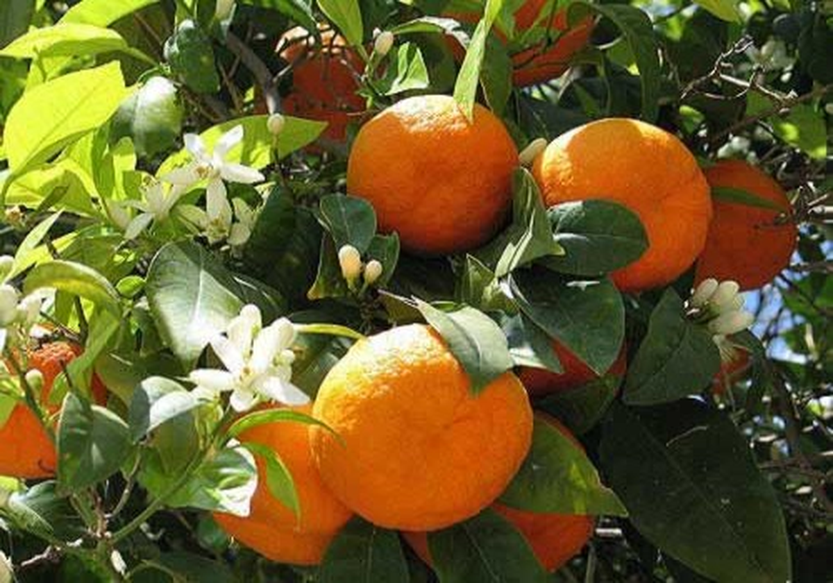 Erzin\'de Portakal Çalan 3 Kişi Yakalandı