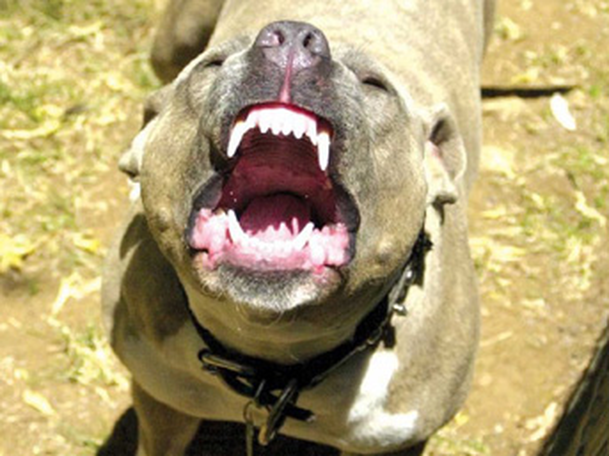 Gasp Çetesinden Pitbull İşkencesi