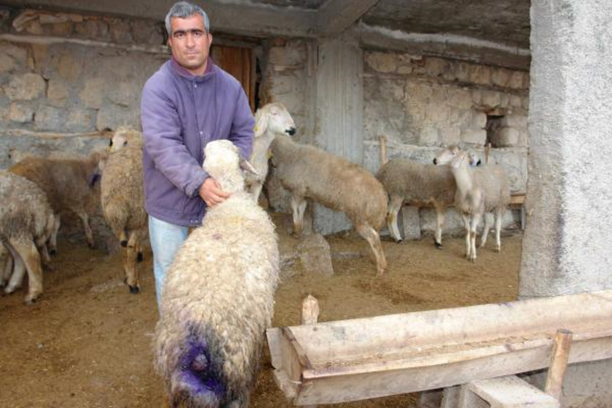 Köpeklerin Saldırdığı 28 Koyun Telef Oldu