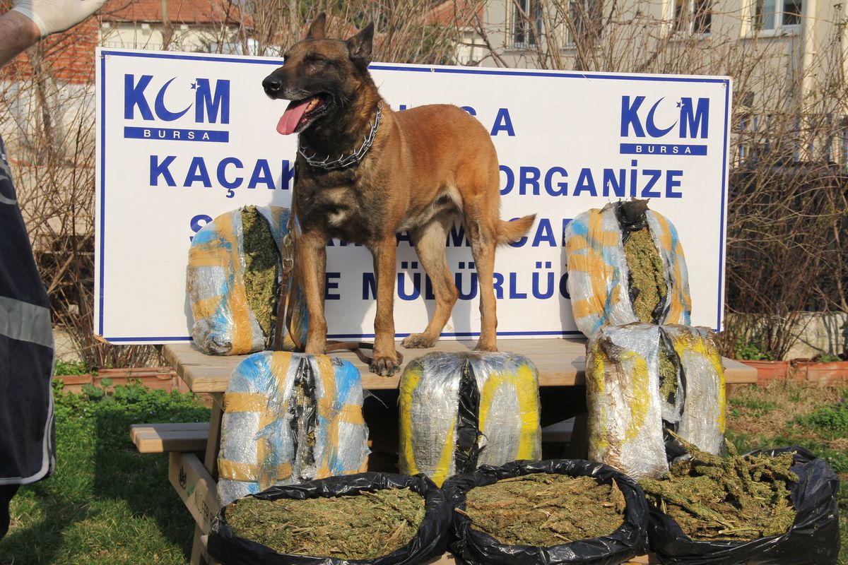 Zift, Narkotik Köpeğini Engelleyemedi