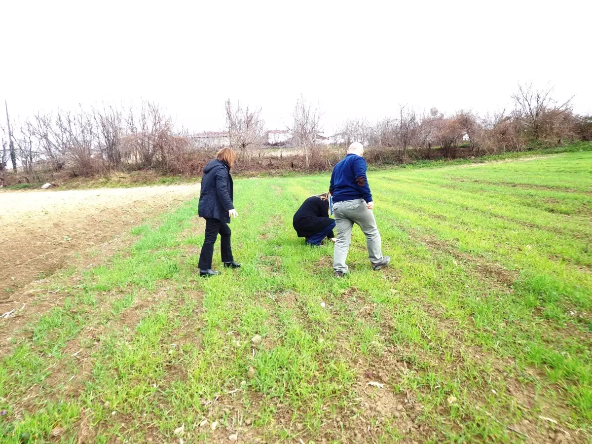 Buğday Tarımında Yabancı Ot Mücadelesinin Önemi