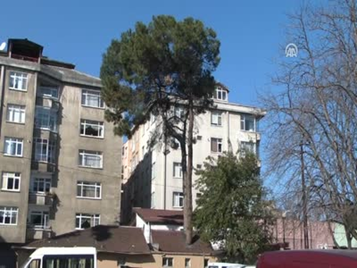 İçinden Ağaç Geçen Bina