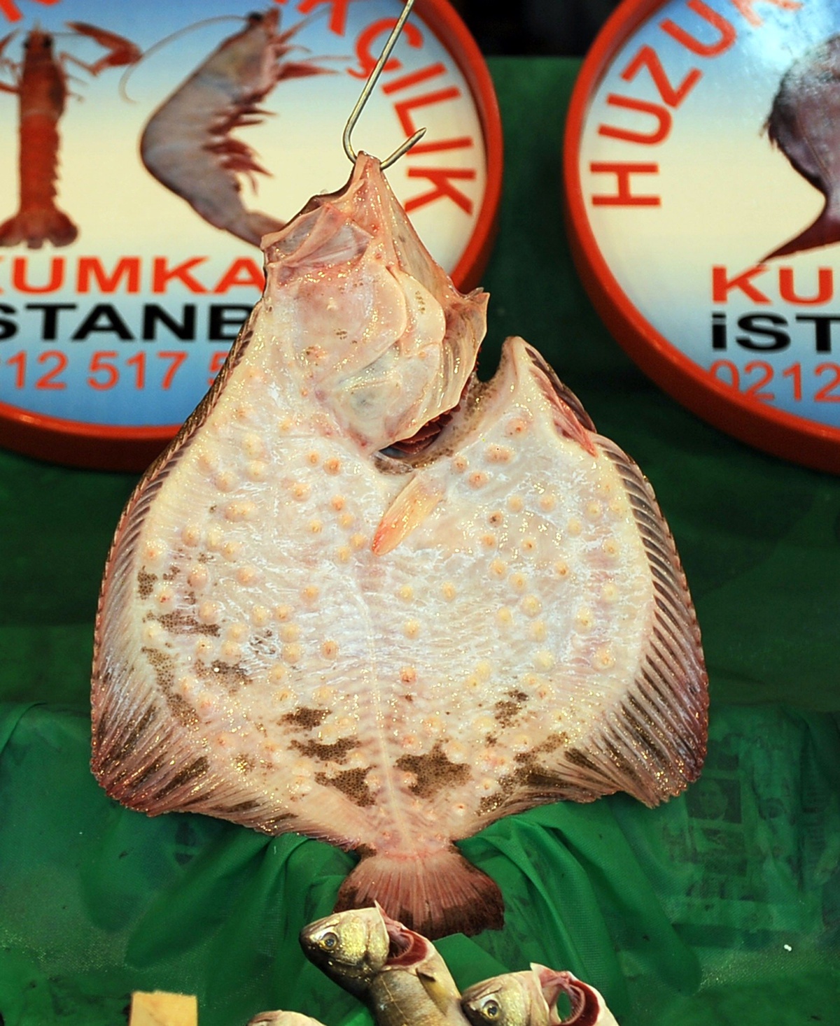 Kalkan Balığının Kilosu 75 Lira