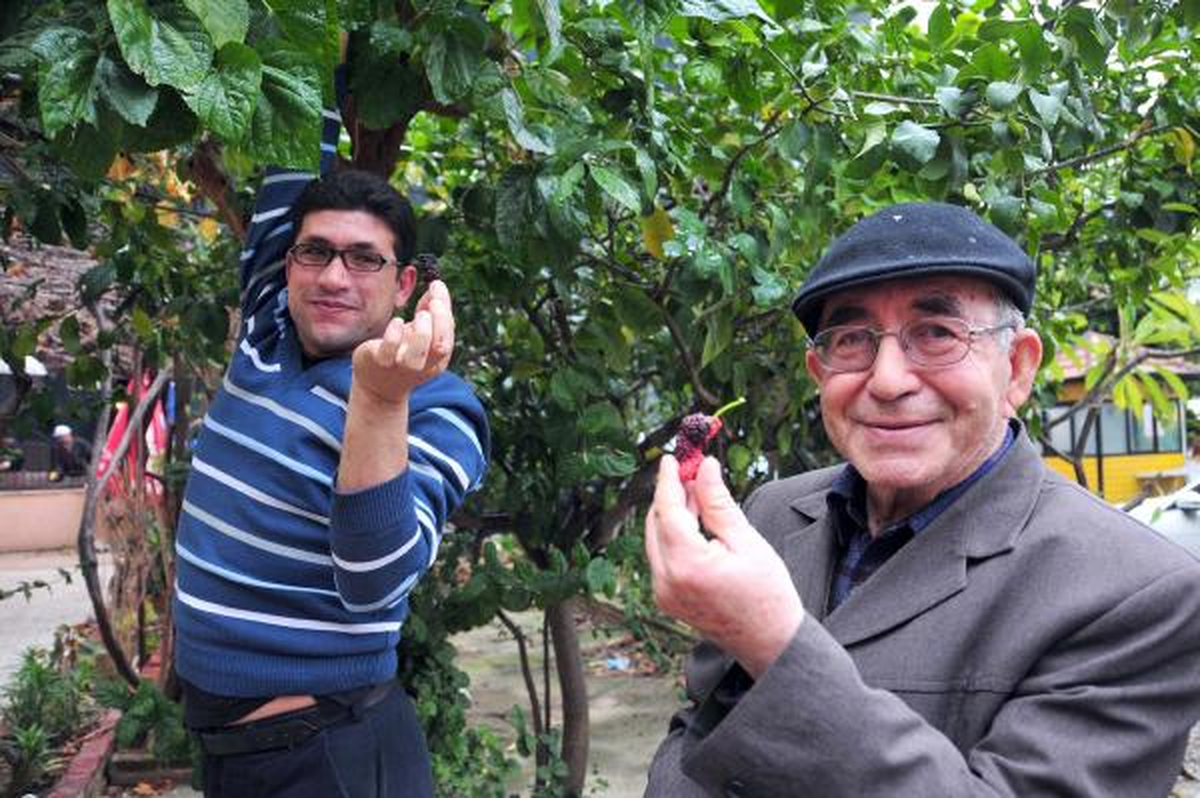 Kış Ortasında Meyve Veren Karadut Şaşırttı